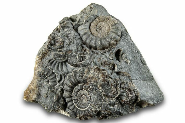 Ammonite (Promicroceras) Cluster - Marston Magna, England #282055